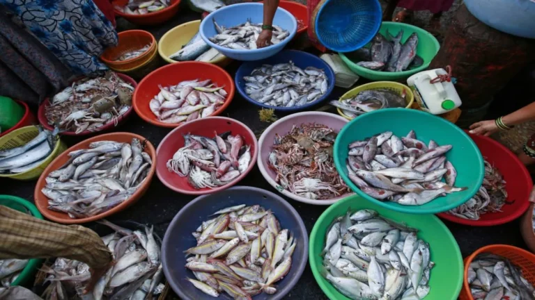 UAE Climbs to 9th Place Among India’s Seafood Export Markets